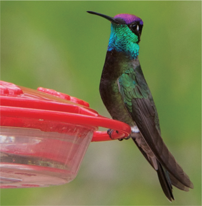 A male Rivolis hummingbird rests in the sunlight Spotting an indigo bunting - photo 4