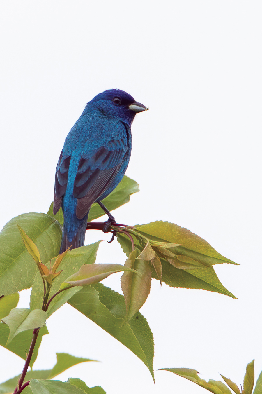 Spotting an indigo bunting turns nonbirders into birders Spring Checklist - photo 5