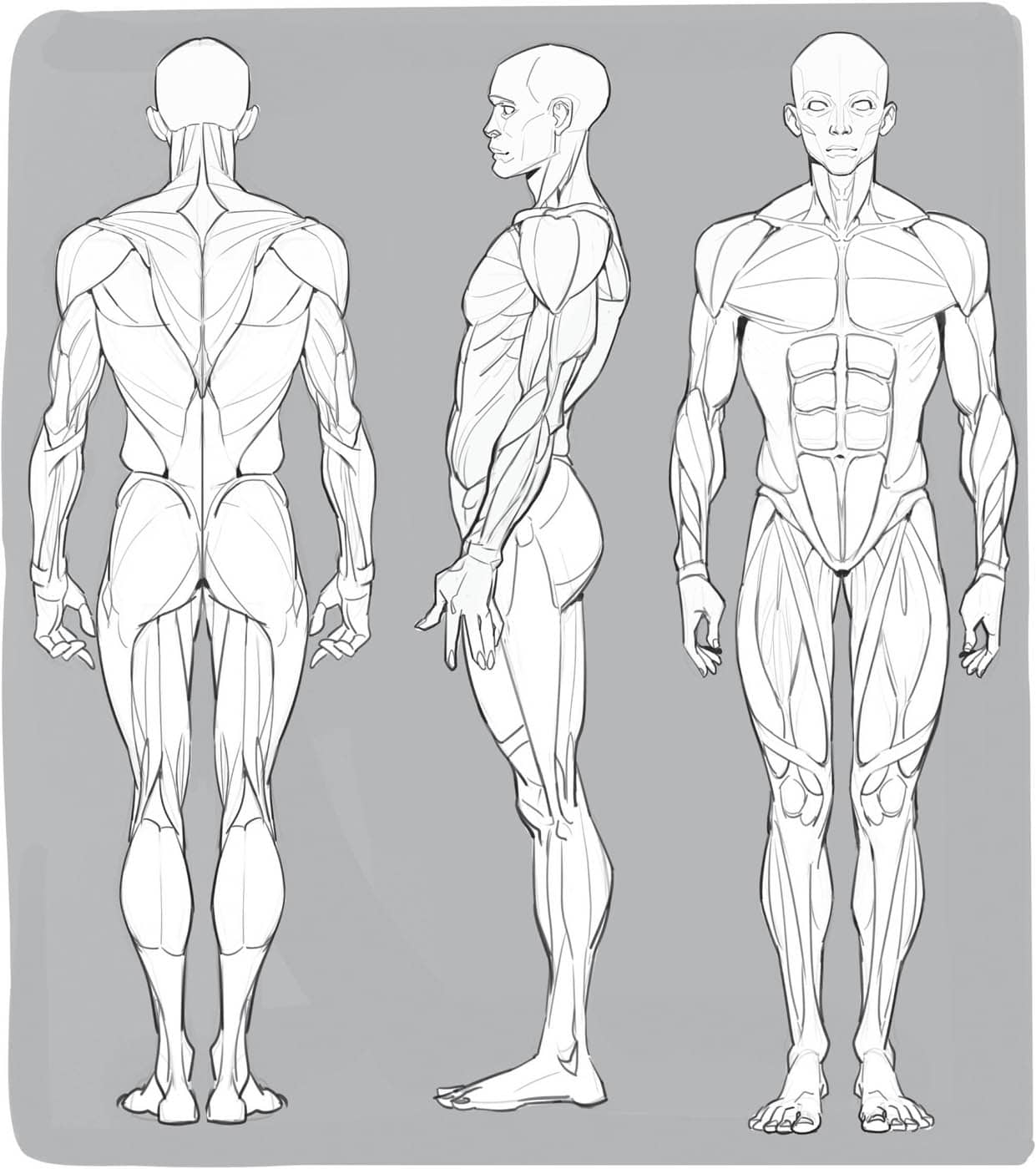 These drawings show a layer of human skin over the muscles The muscles you can - photo 12