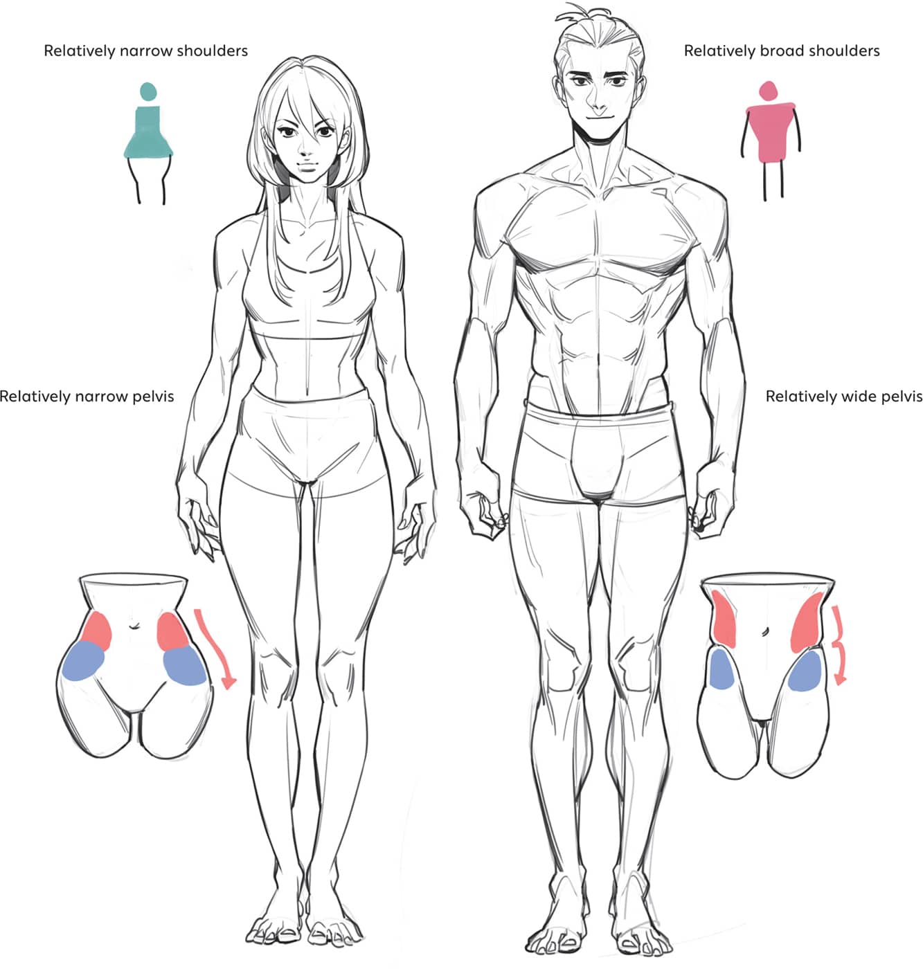 The proportions may vary depending on the individual Always draw from - photo 21