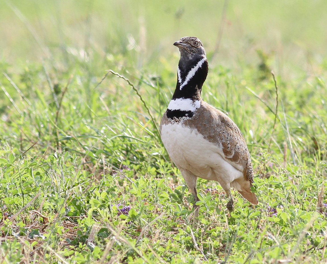 Foreword Few bird families illustrate the worlds conservation problems better - photo 3