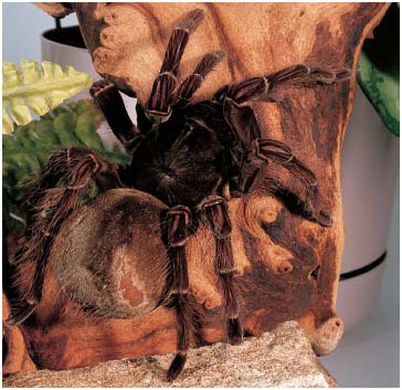 Sight of this hairy tarantula crawling up a branch gives many people the - photo 2