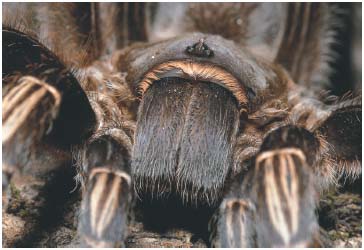 In this close-up shot of a Costa Rican striped-knee also called a zebra - photo 3