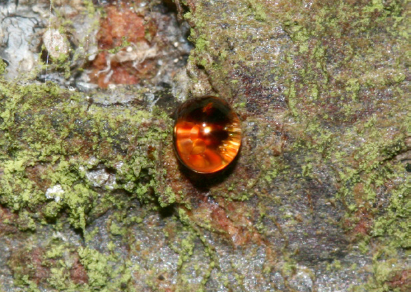 3 Resin oozing from a tree trunk Dalkeith Country Park Midlothian Scotland - photo 7