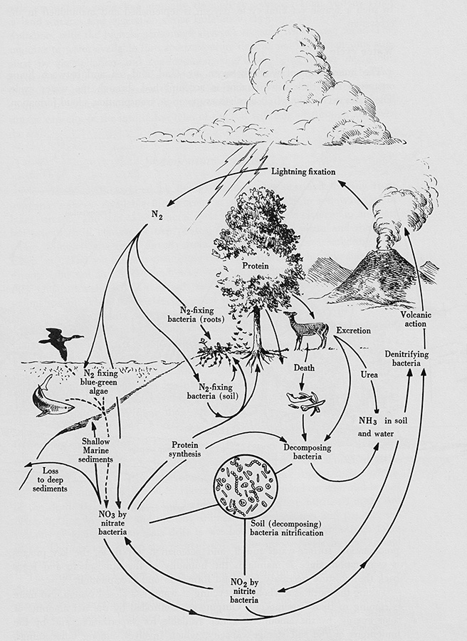 Figure 1 An example of an ecosystem showing feedback loops the nitrogen - photo 3