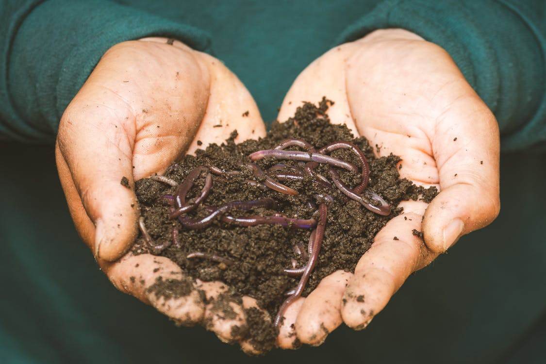 The Basics of Worm Farming Having a vermicomposting bin or a worm farm means - photo 1