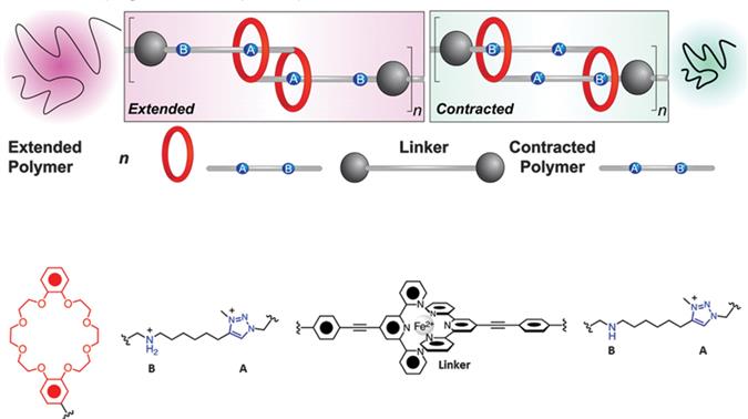 Figure 13 Contractileextensile motions in rotaxane-based molecular muscles - photo 3