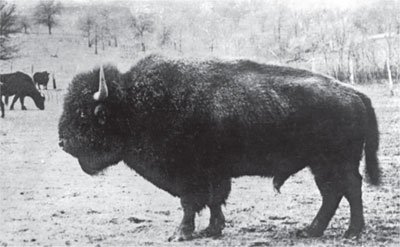 Great bison once ruled the prairie in massive numbers and crossed Oklahoma - photo 3