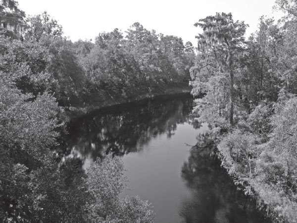 The Suwannee River gently meanders through south Georgia and north Florida as - photo 4