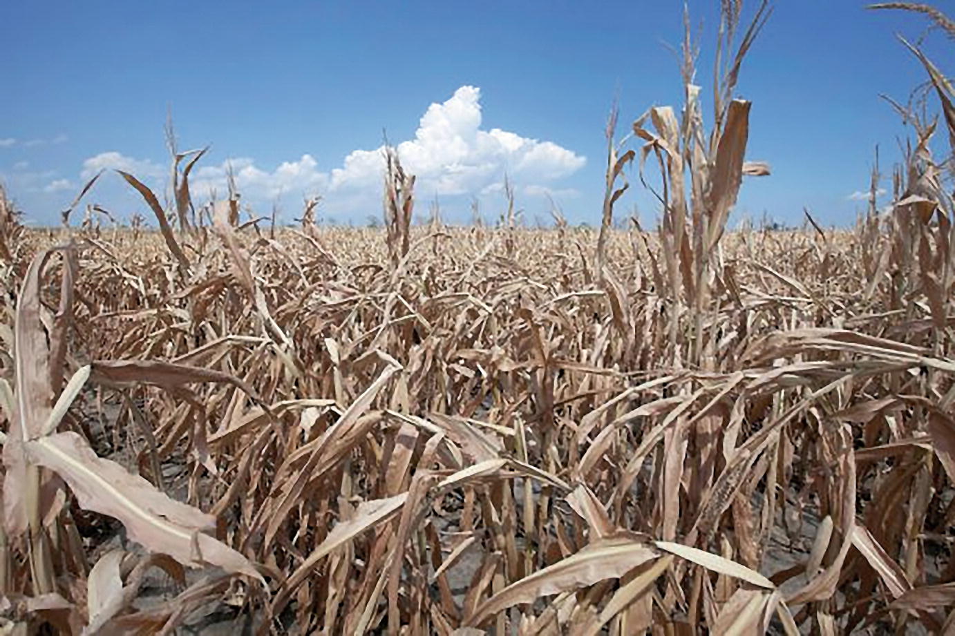 Corn field in Percival Iowa after a recent drought - photo 4