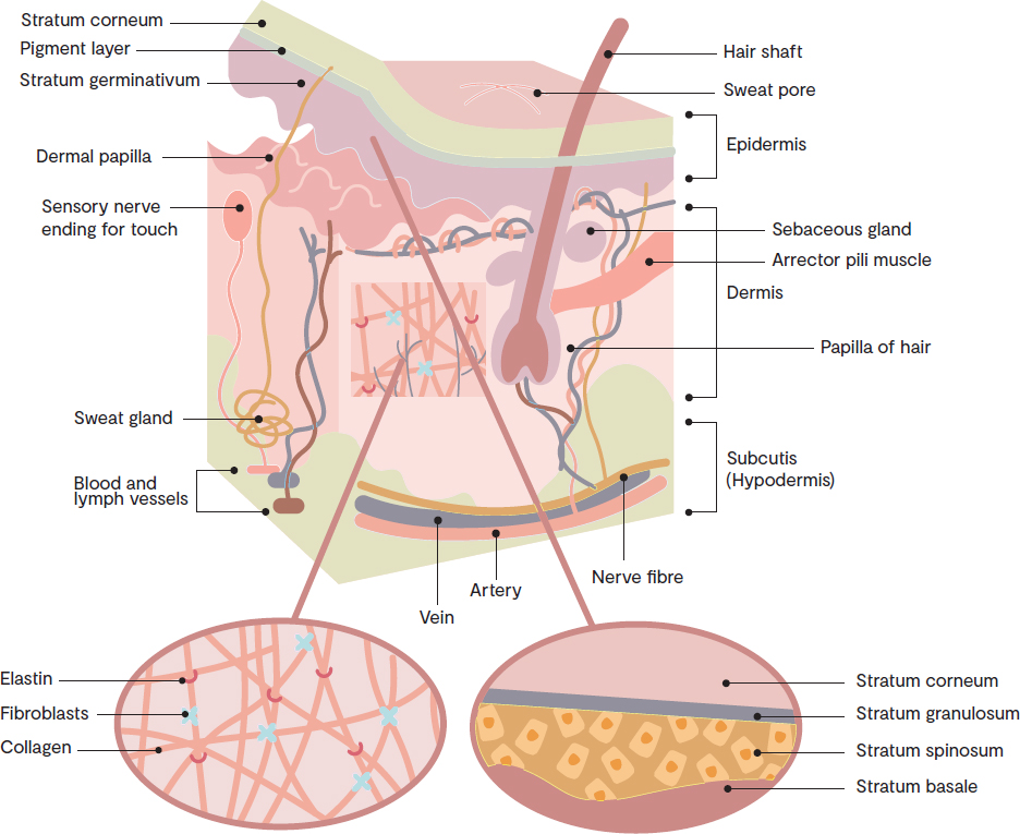 Epidermis The epidermis is the top layer of your skin and its there to keep - photo 2