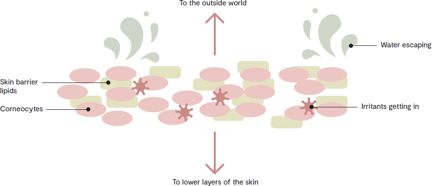 The microbiome refers to the microorganisms or microbes living on and in our - photo 3