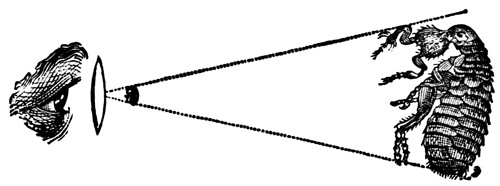 FIG 3 The shortest usual distance of objects seen distinctly being taken as - photo 5