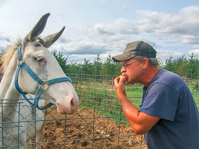 Will enjoys a fresh apple while Domino our mule waits for the core Animals - photo 5