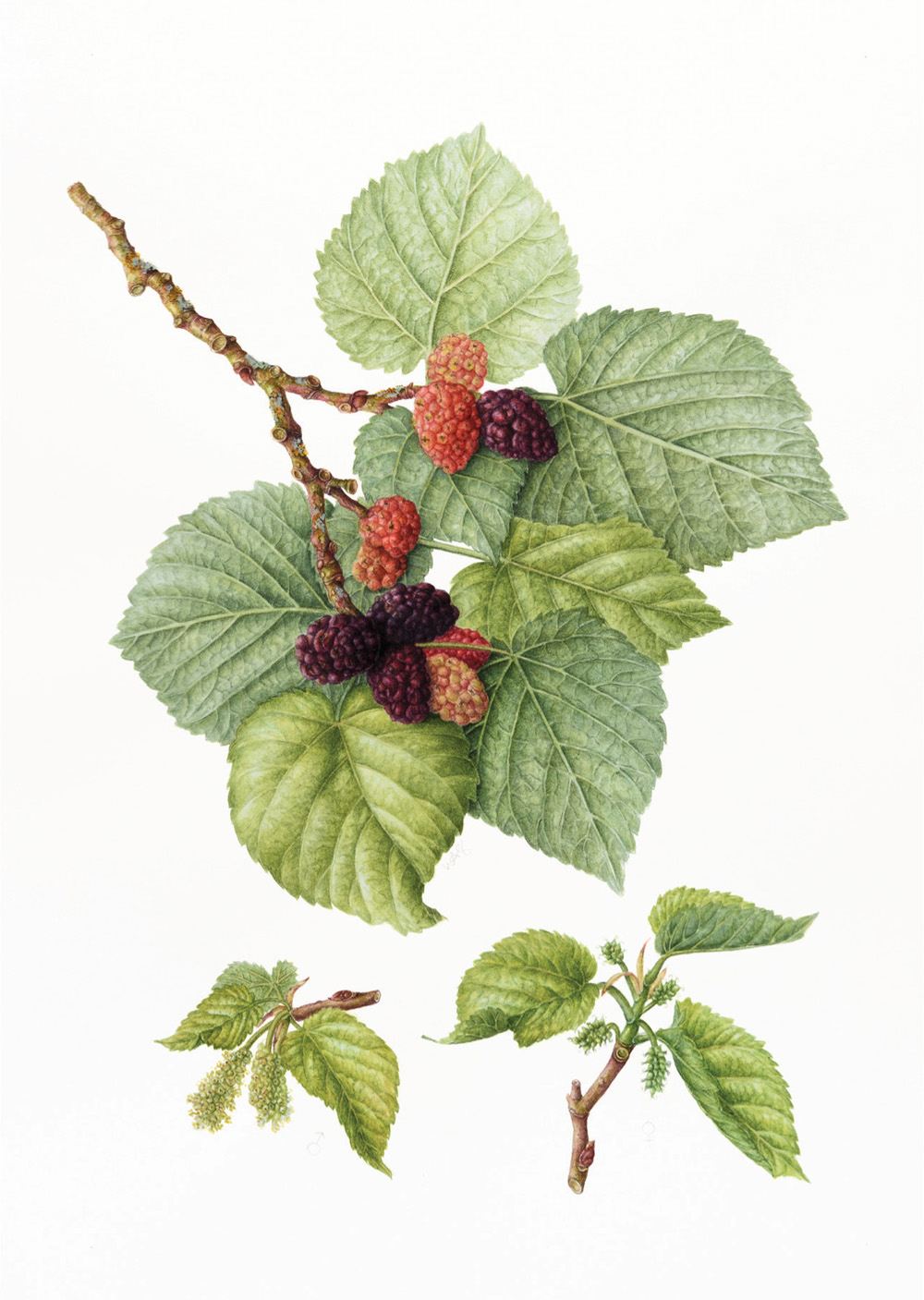 Morus nigra Mulberries LEIGH ANN GALE It is the exacting requirements of - photo 5