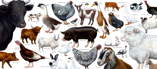 Barnyard in Your Backyard A Beginners Guide to Raising Chickens Ducks Geese Rabbits Goats Sheep and Cattle - image 1