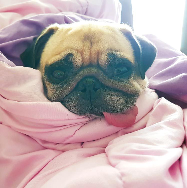 SNUG AS A PUG IN A RUG - photo 7