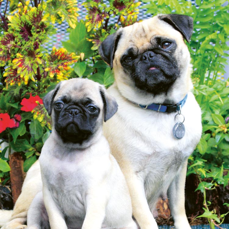 LIFE IS BETTER WITH A PUG OR TWO - photo 19