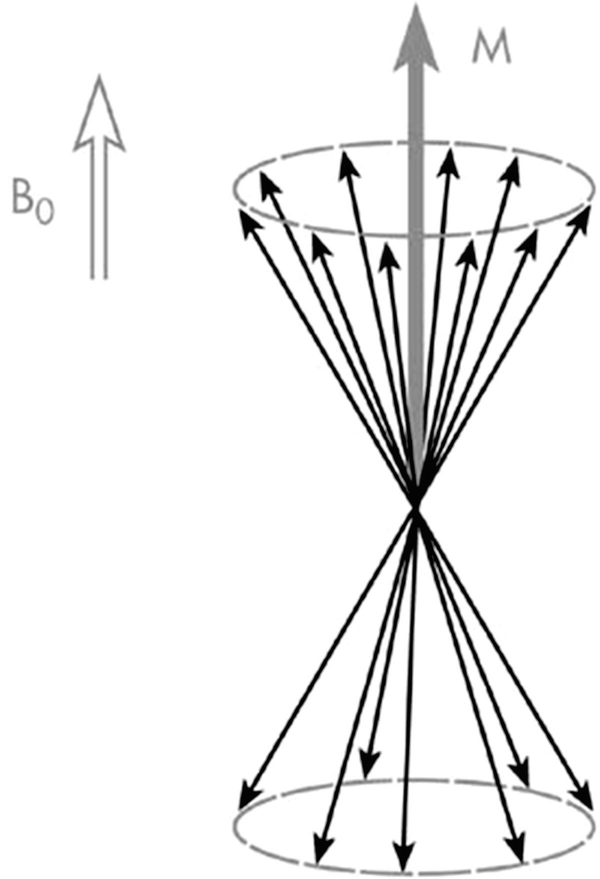 Fig 12 Individual magnetic moments of the protons of a biological sample - photo 2