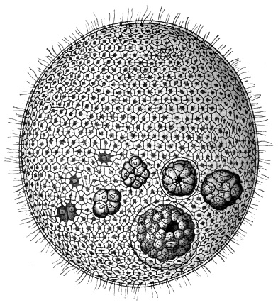 Volvox globator Ehrenberg An adult asexual colony highly magnified The - photo 2