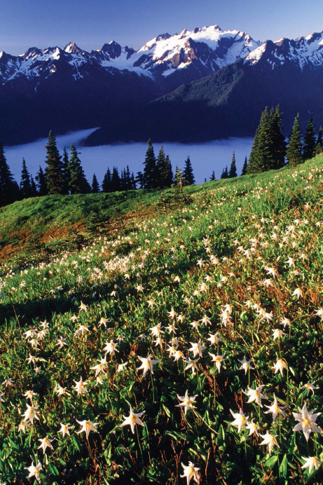 As winter snow melts back from High Divide in the central Olympics fields of - photo 2