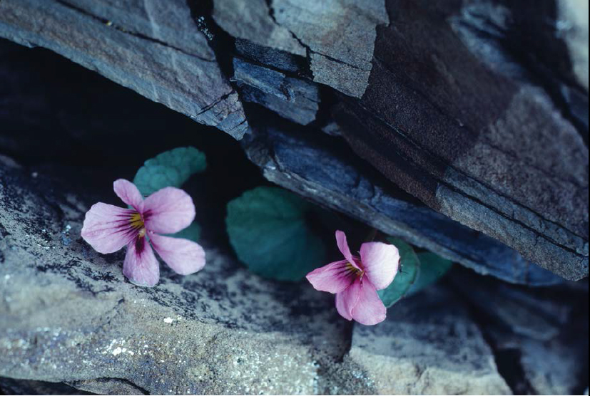 An Olympic endemic Fletts violet prefers rocky crevices Blossoming in early - photo 9