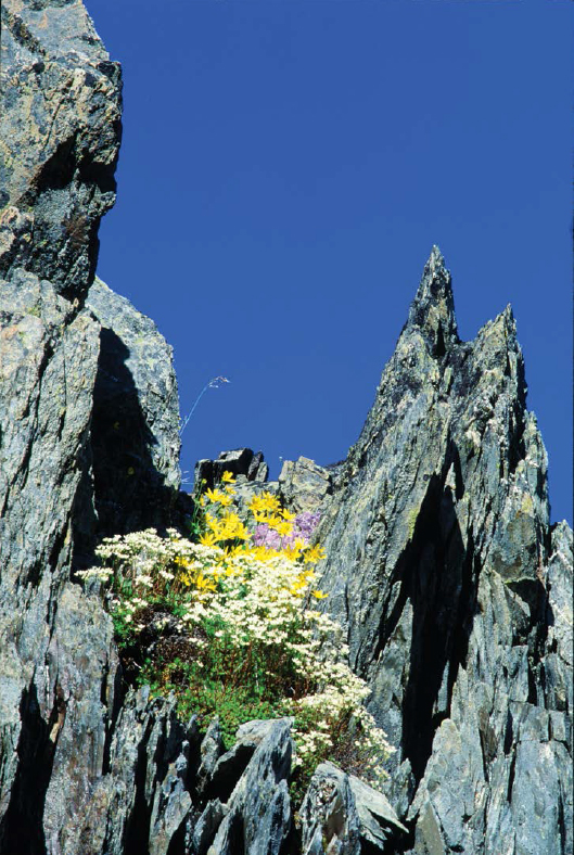 As soon as snow melts from the high mountains even rock faces and ridgetops - photo 5