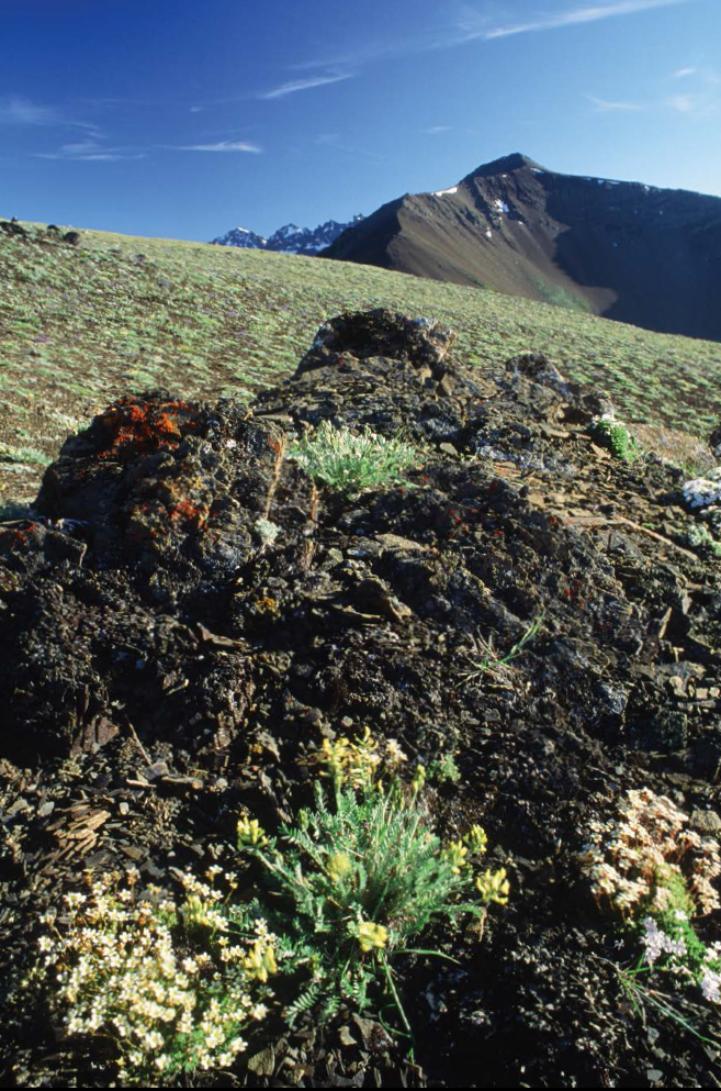 Tufted saxifrage mountain oxytropis and spreading phlox are typical of the - photo 8