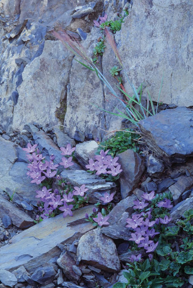 One of the most beautiful of Olympics endemic plants Pipers bellflower grows - photo 11