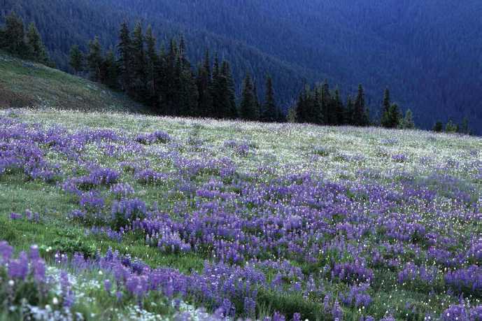 Lavender beds of broad-leaved lupine flourish in Olympic high country summers - photo 12