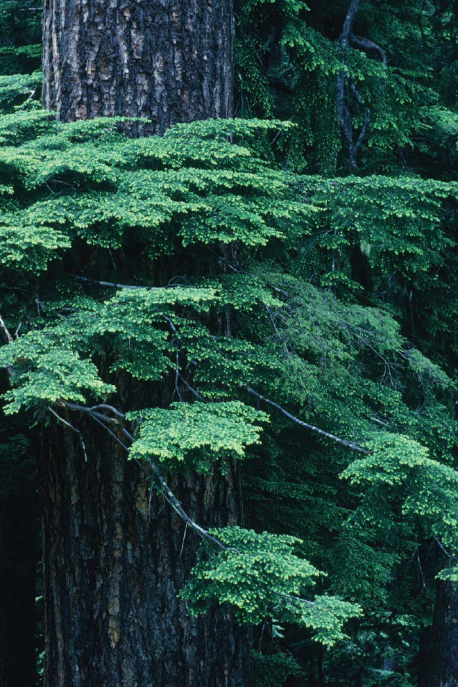 Its slightly drooping limbs and short flat needles make western hemlock easy to - photo 17