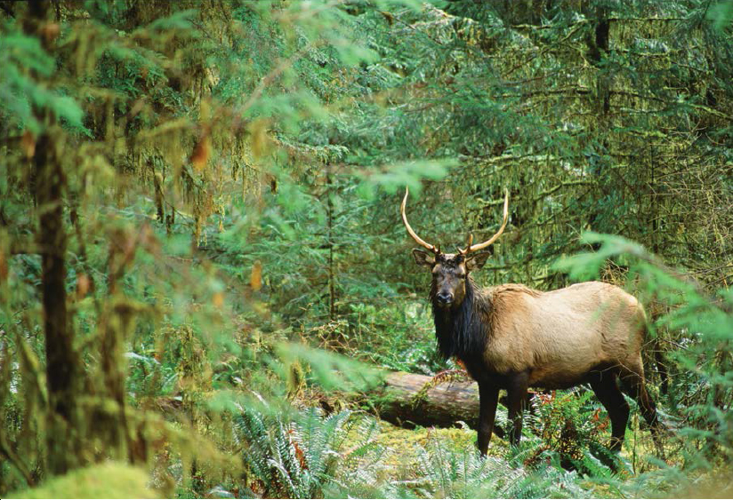 The sight of Roosevelt elk in valley forests always brings a thrill It was to - photo 18