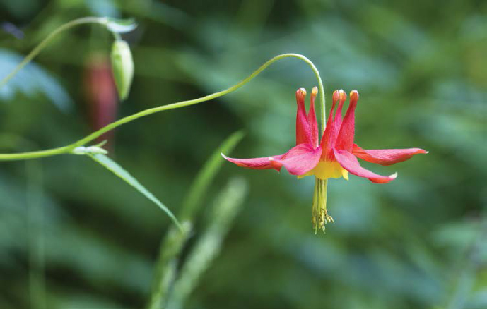 The vibrant red Aquilegia formosa Olympics only species of columbine lives in - photo 20