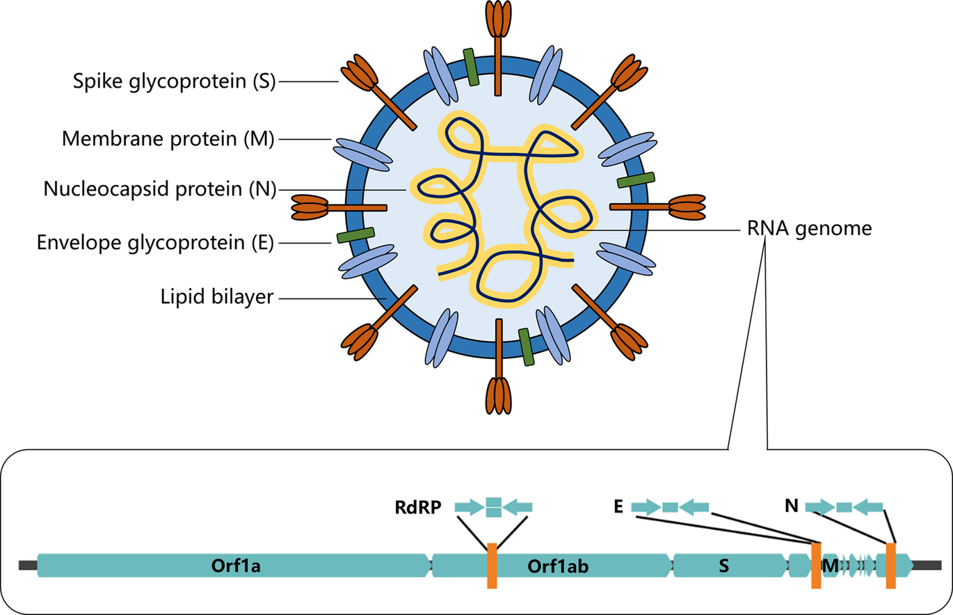 Schematic illustration of the structure of coronavirus SARS-CoV-2 and its - photo 6