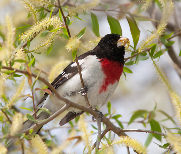 My first rose-breasted grosbeak dumbfounded me by tricking out his tuxedo with - photo 2