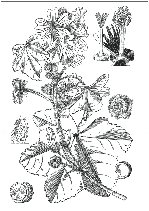 Common mallow Malva sylvestris From Stella Ross-Craig Drawings of British - photo 4