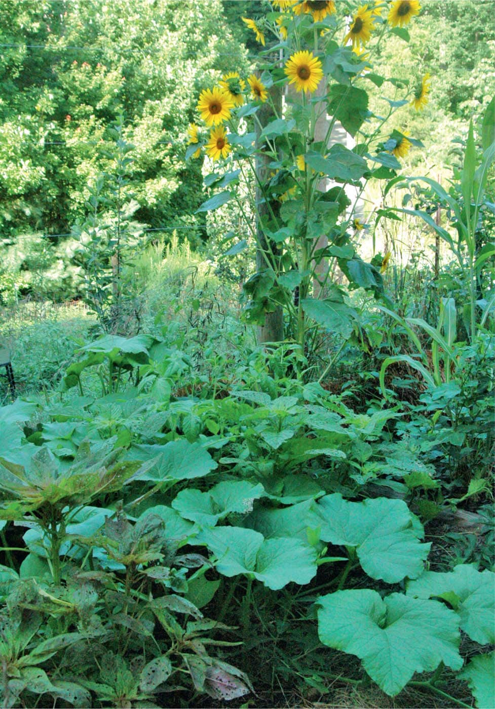 This is an example of interplanting for weed prevention Sorghum amaranth and - photo 4