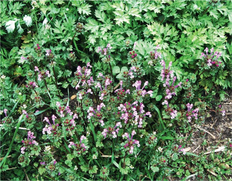 Are mugwort Artemisia vulgaris and henbit Lamium amplexicaule weeds or - photo 5