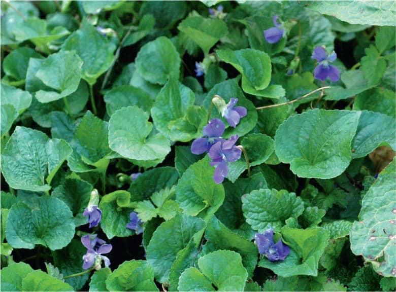 In many gardens violets are a nature-provided soil protector A few leaves of - photo 6