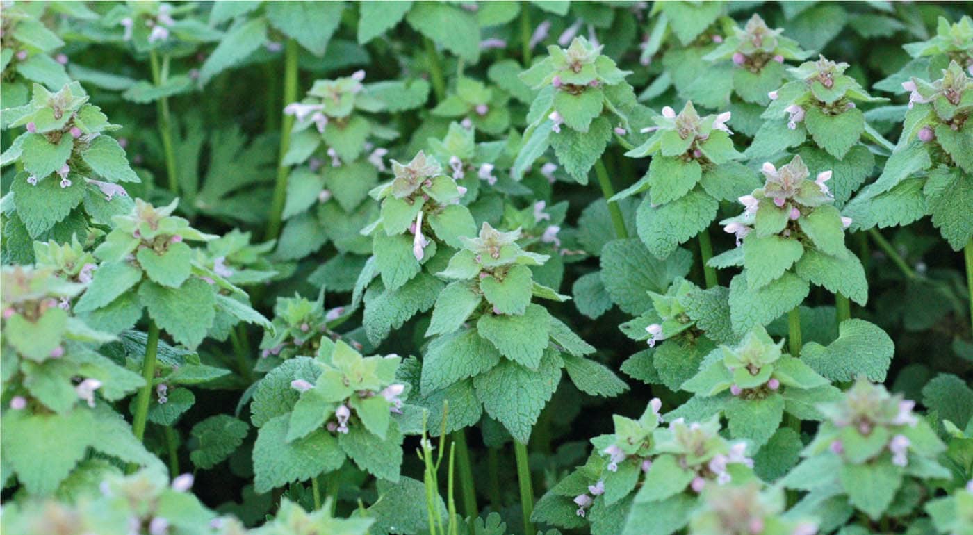 Deadnettle Lamium purpureum is easy to remove if you lift the leaves and pull - photo 7