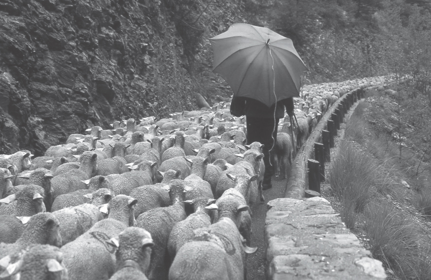 Photograph of the shepherd Ren Alcazar taken by Patrick Fabre in 2007 in the - photo 3