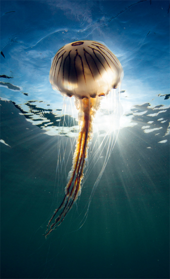 Compass jellyfish off the Clare coast He bought a trammel net and mounted it - photo 4