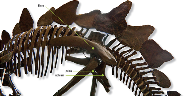 Dinosaurs Walk in the Footsteps of the Worlds Largest Lizards - image 10