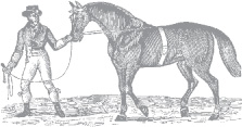 Storeys Guide to Training Horses - image 1