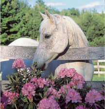 Cherry Hills Horse Care for Kids - photo 4