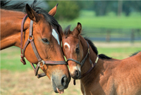 The Official Horse Breeds Standards Guide - image 1