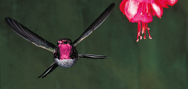 An interesting head-on view of the wings and spread tail of a male Annas - photo 1