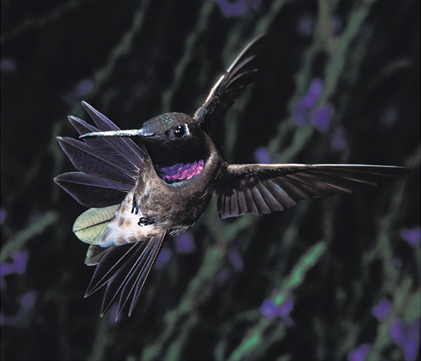 During flight a hummingbirds heart can race at more than twelve hundred beats - photo 2