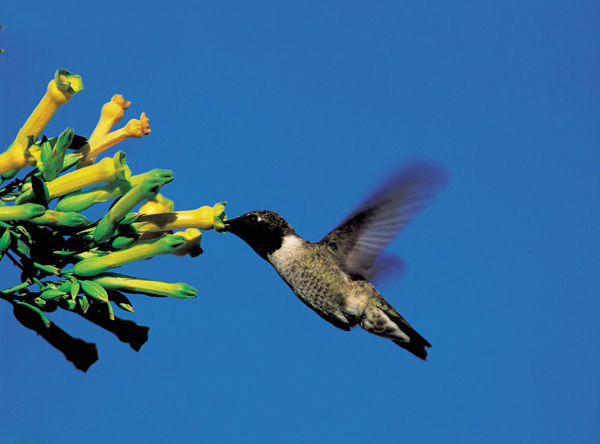 Nectar-giving plants are extremely important to hummingbirds This male - photo 6