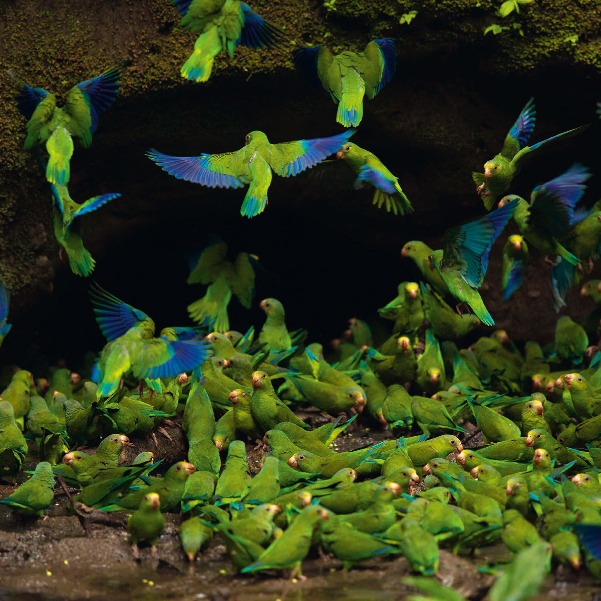 Cobalt-winged parakeets gather to feed on minerals at a clay lick near the Napo - photo 4